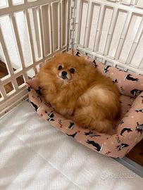 Volpino Pomerania BATUFFOLA spitz TOY Pedigree