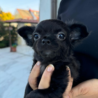 Cucciolo di Chihuahua - Femmina - Nera