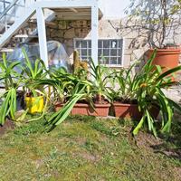 agapanto fiori azzurri