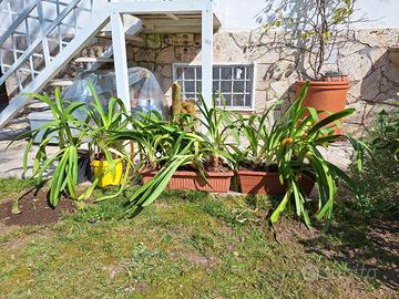 agapanto fiori azzurri