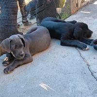 Cuccioli cane corso