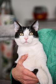 Gatto cucciolo