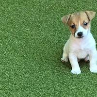 Jack russell zampa corta - mini -