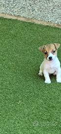 Jack russell zampa corta - mini -