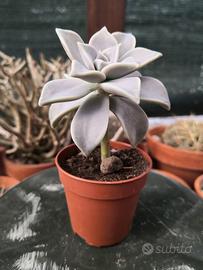 Graptopetalum paraguayense (ghost plant)