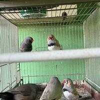 Esotici (Charcoal e pdg)