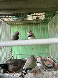 Esotici (Charcoal e pdg)