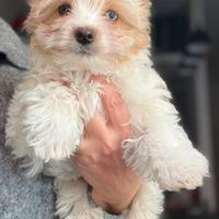 Yorkshire Biewer terrier cuccioli