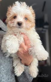 Yorkshire Biewer terrier cuccioli