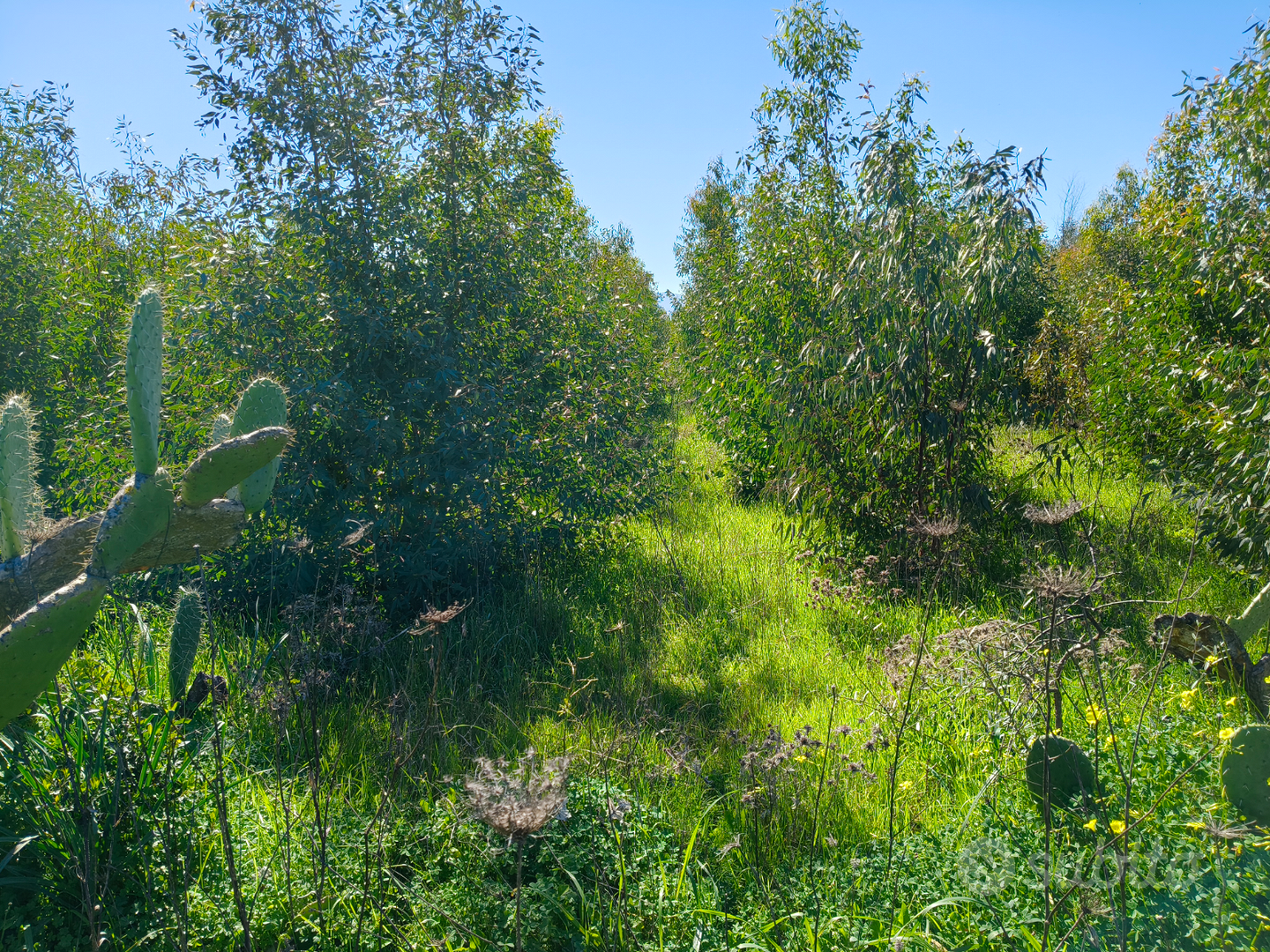 Terreno agricolo - Vista 4