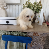 Cucciolo maltese