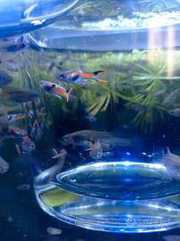 10 pesci endler 10 euro