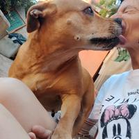 Kira pitbull di 10 anni