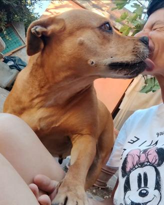 Kira pitbull di 10 anni