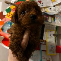 Barboncino maschio red Brown due mesi e mezzo