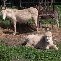 Asina bianca gravida