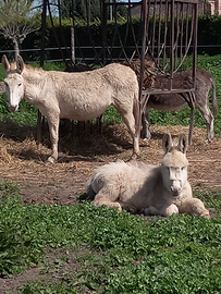 Asina bianca gravida