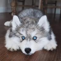 Cane Husky pelo lungo