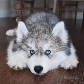 Cane Husky pelo lungo