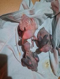 Pulli parrocchetto dal collare viola