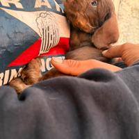 Bassotti tedeschi pelo duro cioccolato 2 mesi
