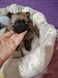 Spitz di Pomerania maschio