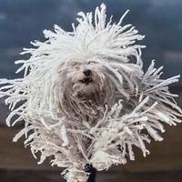 Cane guardiano infallibile. Difesa da lupi e cingh