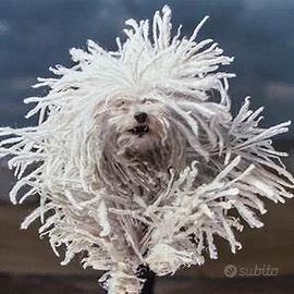 Cane guardiano infallibile. Difesa da lupi e cingh