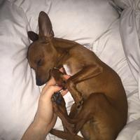 Pinscher maschio per accoppiamento