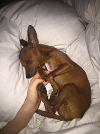 Pinscher maschio per accoppiamento