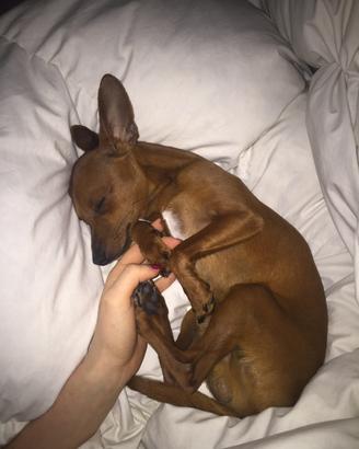 Pinscher maschio per accoppiamento