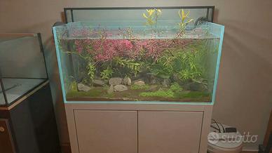 Acquario extrachiaro