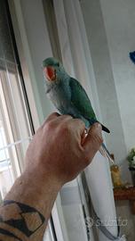 Parachetto del collare