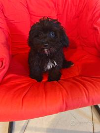 Maltipoo maschio nero 3 mesi