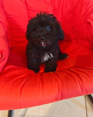 Maltipoo maschio nero 3 mesi