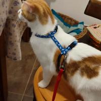 Guinzaglio e pettorina per gatto