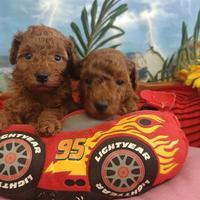 Cuccioli Barboncino Taglia Toy Rosso Red