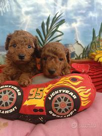 Cuccioli Barboncino Taglia Toy Rosso Red