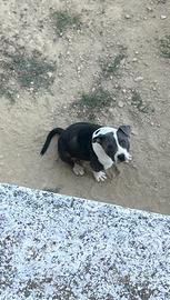 Pitbull