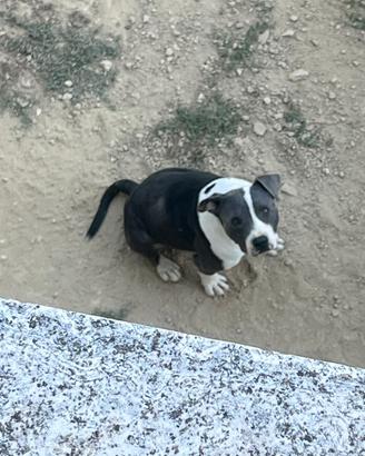 Pitbull