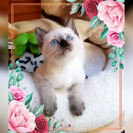 Gattino siamese thai