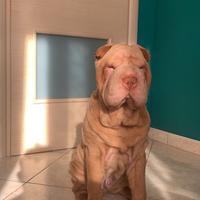 Dalle pieghe al cuore: un cucciolo Shar-pei