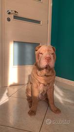 Dalle pieghe al cuore: un cucciolo Shar-pei