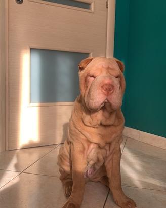 Dalle pieghe al cuore: un cucciolo Shar-pei