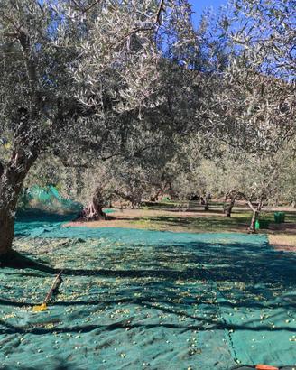GOLE ALCANTARA terreno agricolo 1 ettaro