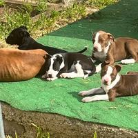 Cuccioli di Pit bull