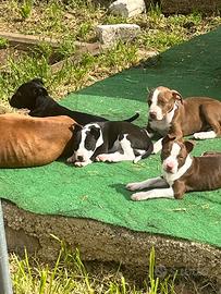 Cuccioli di Pit bull