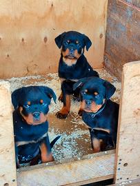 Cuccioli rottweiler pedigree