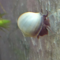 Lumache giganti colore azzurro