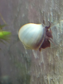 Lumache giganti colore azzurro